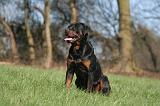 ROTTWEILER 533